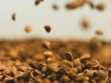 CÁCH Ủ CAFE SAU KHI RANG