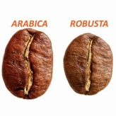 Sự khác biệt giữa Robusta-Arabica